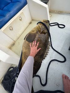 Goliath Grouper