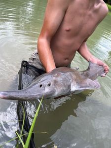 Sturgeon
