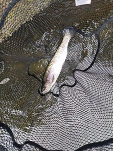 Rainbow Trout