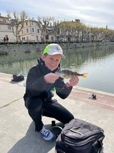 European Perch