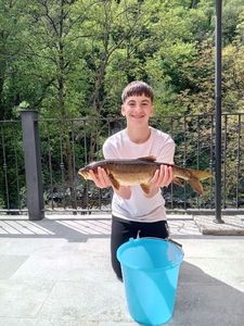 Barbel