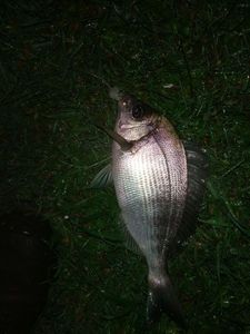 Black Seabream