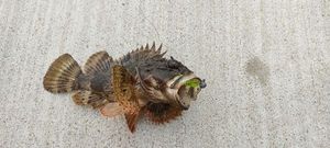 Brown Scorpionfish