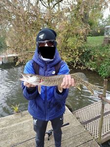 Chain Pickerel
