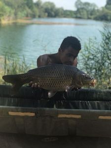 Common Carp