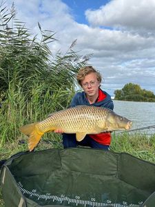 Common Carp