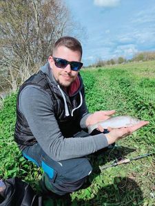 Rainbow Trout
