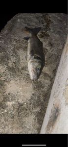 European Bass (Seabass)
