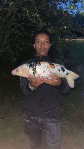 Koï Fish