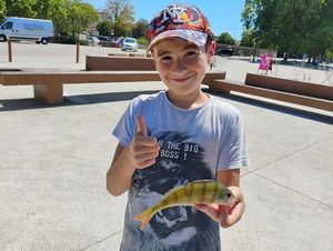 European Perch