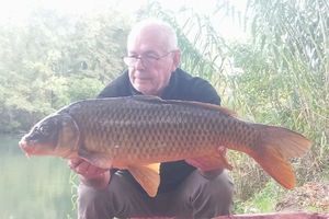 Common Carp