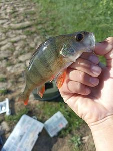European Perch