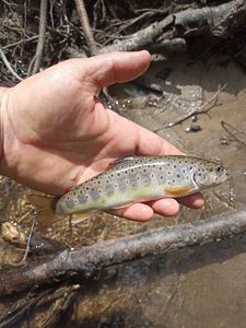 Brown Trout