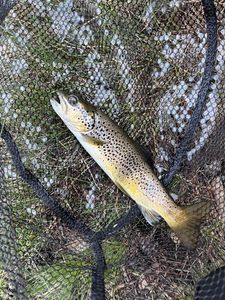 Brown Trout