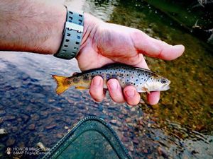 Brown Trout