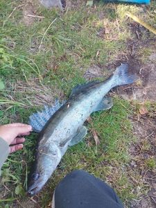 Zander