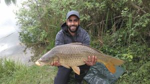 Common Carp
