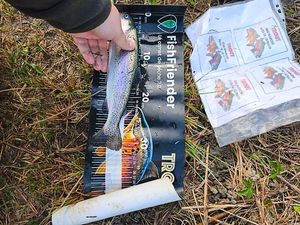Rainbow Trout