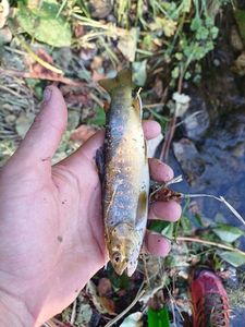 Brown Trout