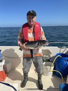 European Bass (Seabass)