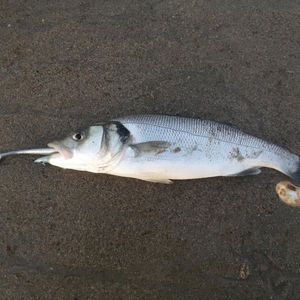 European Bass (Seabass)