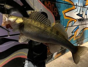 Zander