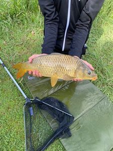 Common Carp