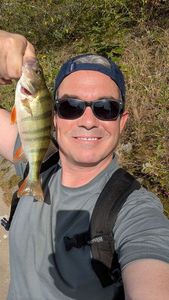 European Perch