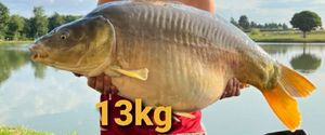 Common Carp