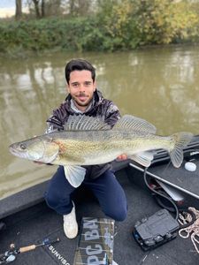 Zander