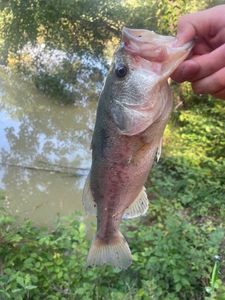 Largemouth Bass