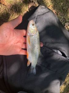 Chub