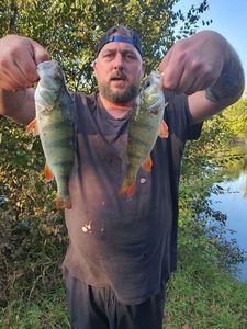 European Perch