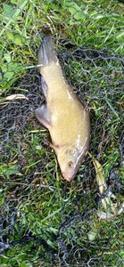 Tench