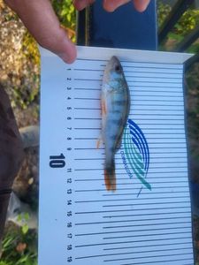 European Perch
