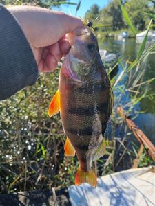 European Perch