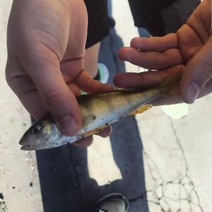 European Perch