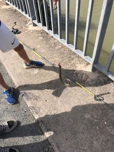 European Eel (Common Eel)