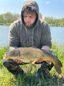 Common Carp