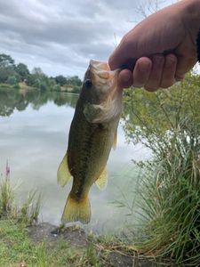 Largemouth Bass