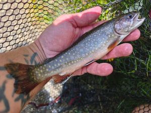 Brook Trout