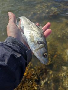 European Bass (Seabass)