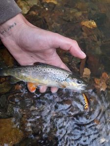 Brown Trout