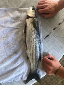 Thicklip Grey Mullet