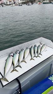 Mackerel