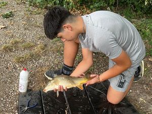 Common Carp