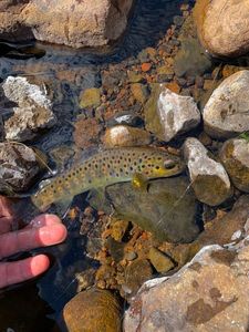 Brown Trout