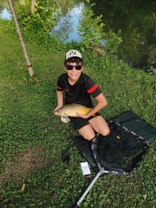 Common Carp