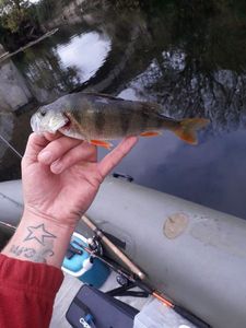 European Perch