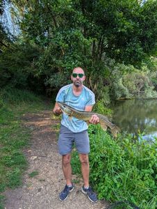 Northern Pike